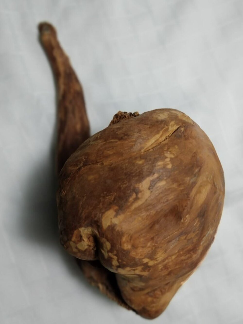 An extraordinary birch burl rare and precious birch wood, perfect for carving